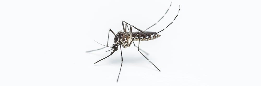 Sivrisinek Kontrolü: Sivrisineklerden Nasıl Kurtulurum?