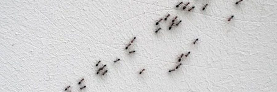 Karınca Kontrolü: Karıncalardan Nasıl Kurtulurum?
