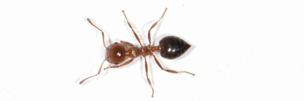 Akrobat Karınca Kontrolü: Akrobat Karıncalarından Nasıl Kurtulurum?