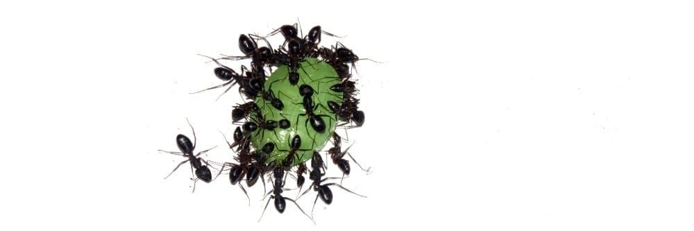 Asya İğne Karıncalarından Nasıl Kurtulurum?