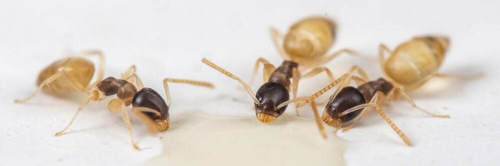 Hayalet Karıncalardan Nasıl Kurtulurum?