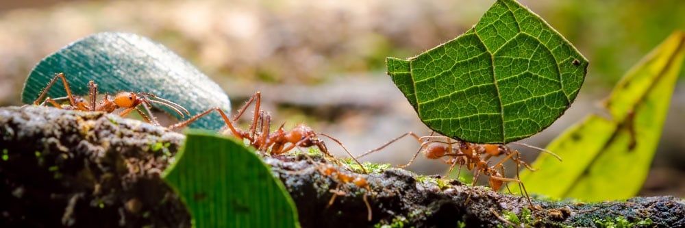 Yaprak Kesen Karıncalardan Nasıl Kurtulurum?