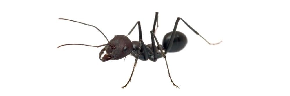 Küçük Siyah Karıncalardan Nasıl Kurtulurum?