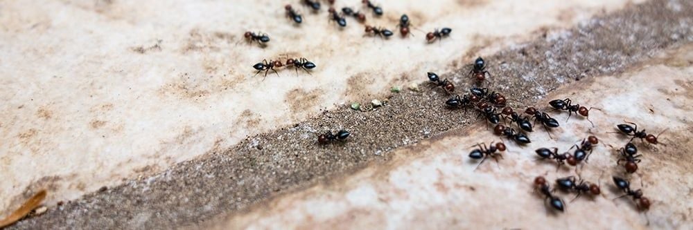 Kaldırım Karıncalarından Nasıl Kurtulurum?