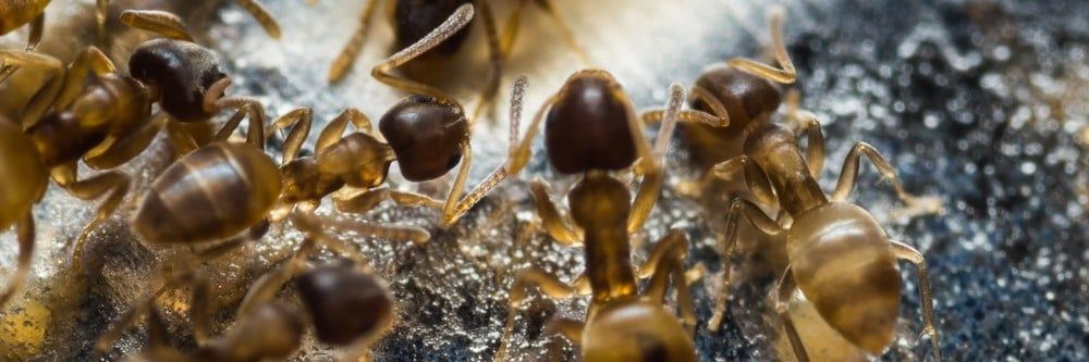 Hırsız Karınca Kontrolü: Hırsız Karıncalardan Nasıl Kurtulurum?