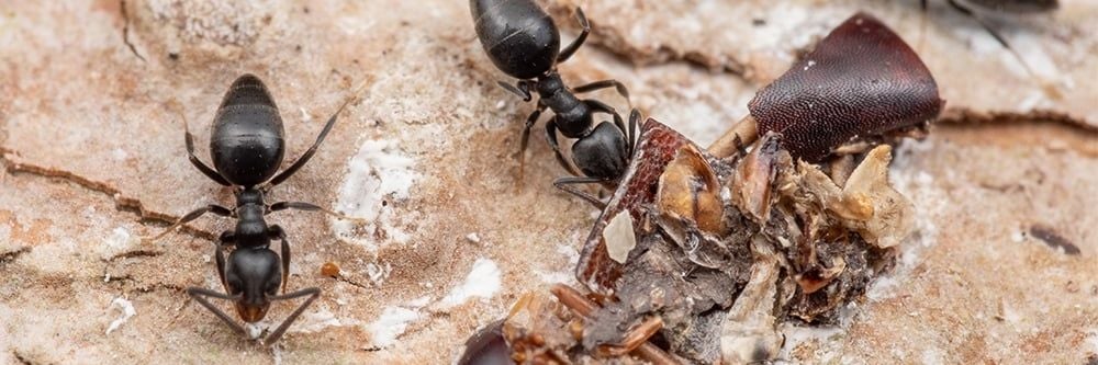  Beyaz Ayaklı Karıncalardan Nasıl Kurtulurum?