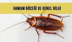 Hamam böceği (Latince: Cimex lectularius), Cimicidae ailesine ait bir böcektir.