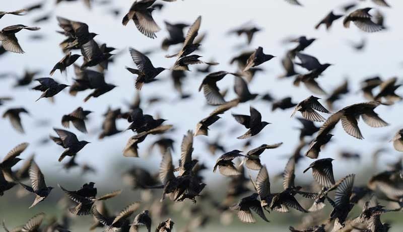 Kuşlar Nasıl Uzaklaştırılır? 2023 EN GÜNCEL ETKİLİ KESİN ÇÖZÜM ÖNERİLERİ