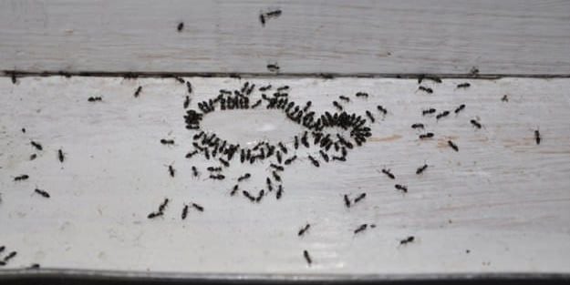 Karıncalardan Nasıl Kurtulurum? 2023 En Basit En Etkili Öneriler