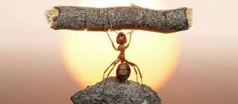 Karıncalar Ne Kadar Yaşar ? Uzmanından en etkili çözüm önerileri