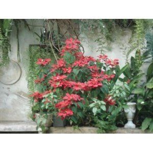 FRENCH COUNTRY GARDEN