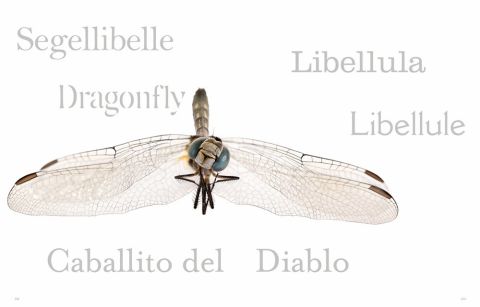 INSECTA