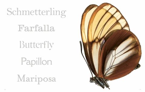 INSECTA