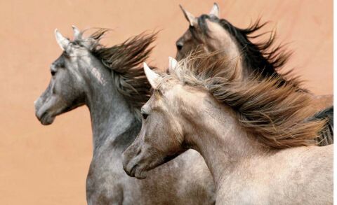 The World's Most Beautiful HORSES
