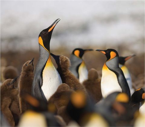 Penguins:Close Encounters