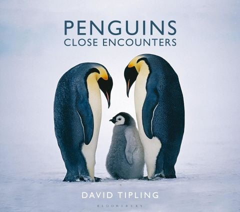 Penguins:Close Encounters