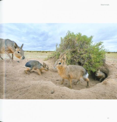 WILDLIFE PHOTOGRAPHER OF THE YEAR PORTFOLIO 26