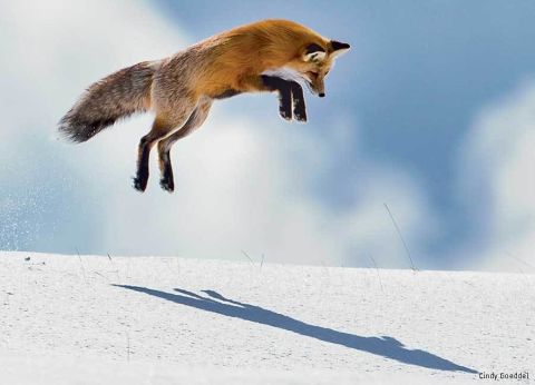 WILDLIFE PHOTOGRAPHER OF THE YEAR PORTFOLIO 26