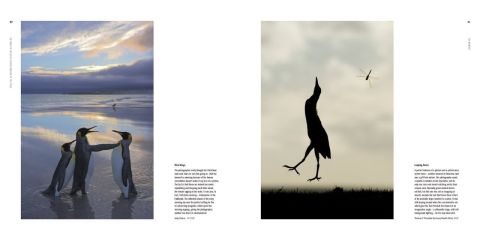 WILDLIFE PHOTOGRAPHER OF THE YEAR PORTFOLIO 27