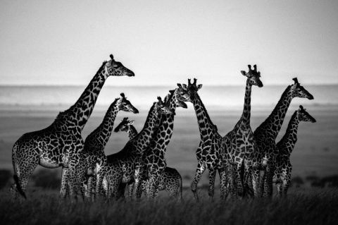 THE FAMILY ALBUM OF WILD AFRICA