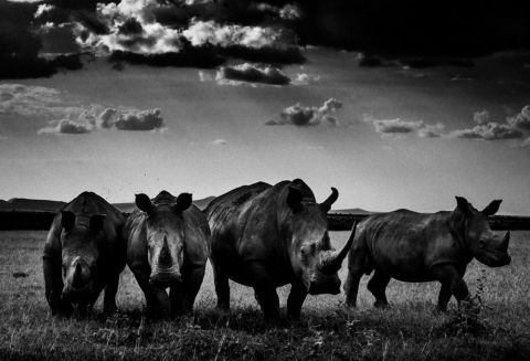 THE FAMILY ALBUM OF WILD AFRICA