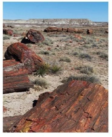 Buried Treasure:The Gillespie Collection of Petrified Wood