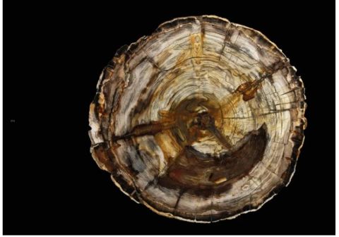 Buried Treasure:The Gillespie Collection of Petrified Wood