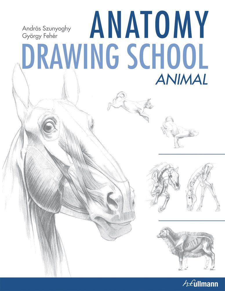 ANATOMY DRAWING SCHOOL ANIMAL