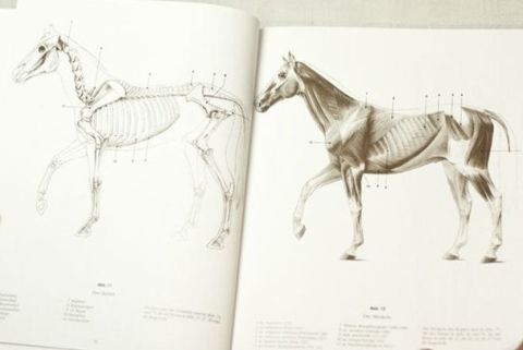 ANATOMY DRAWING SCHOOL ANIMAL