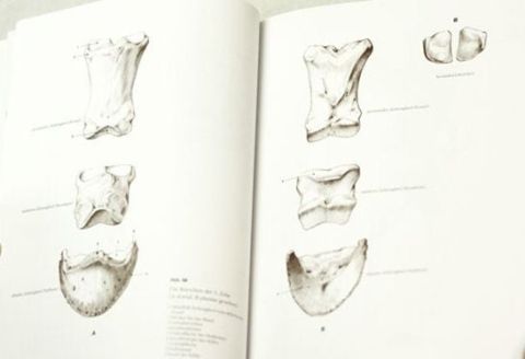 ANATOMY DRAWING SCHOOL ANIMAL