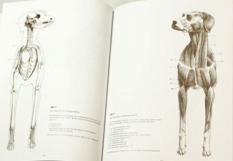 ANATOMY DRAWING SCHOOL ANIMAL