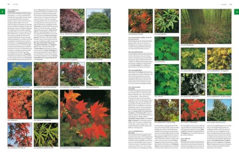 BOTANICA - H.F.ULLMANN