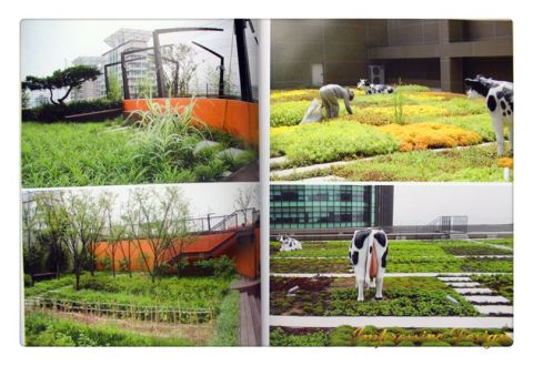 ROOF GARDEN LANDSCAPE