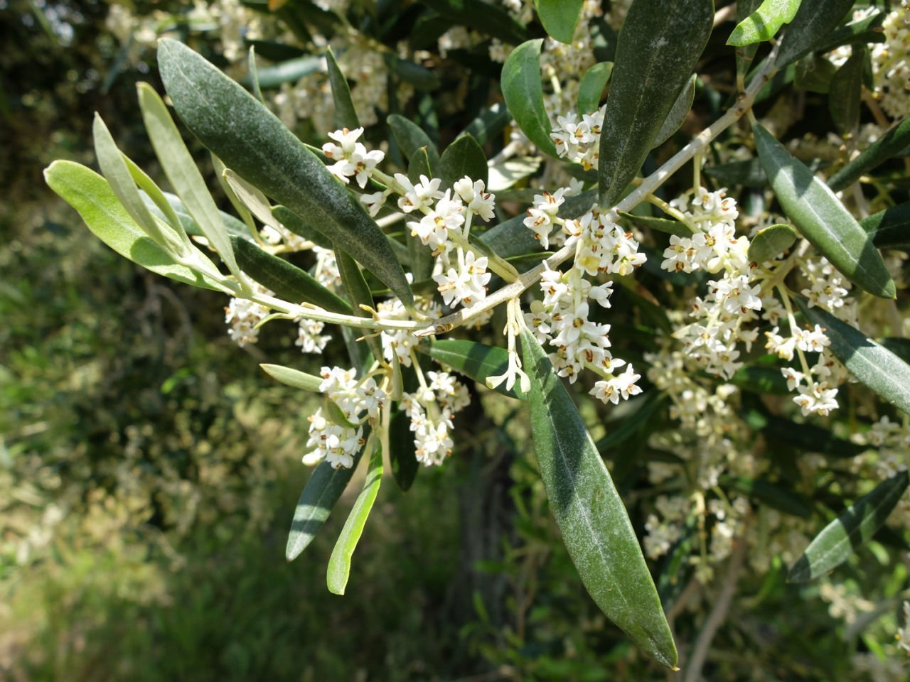 Zeytin Çiçekleri