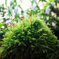 Buble Moss