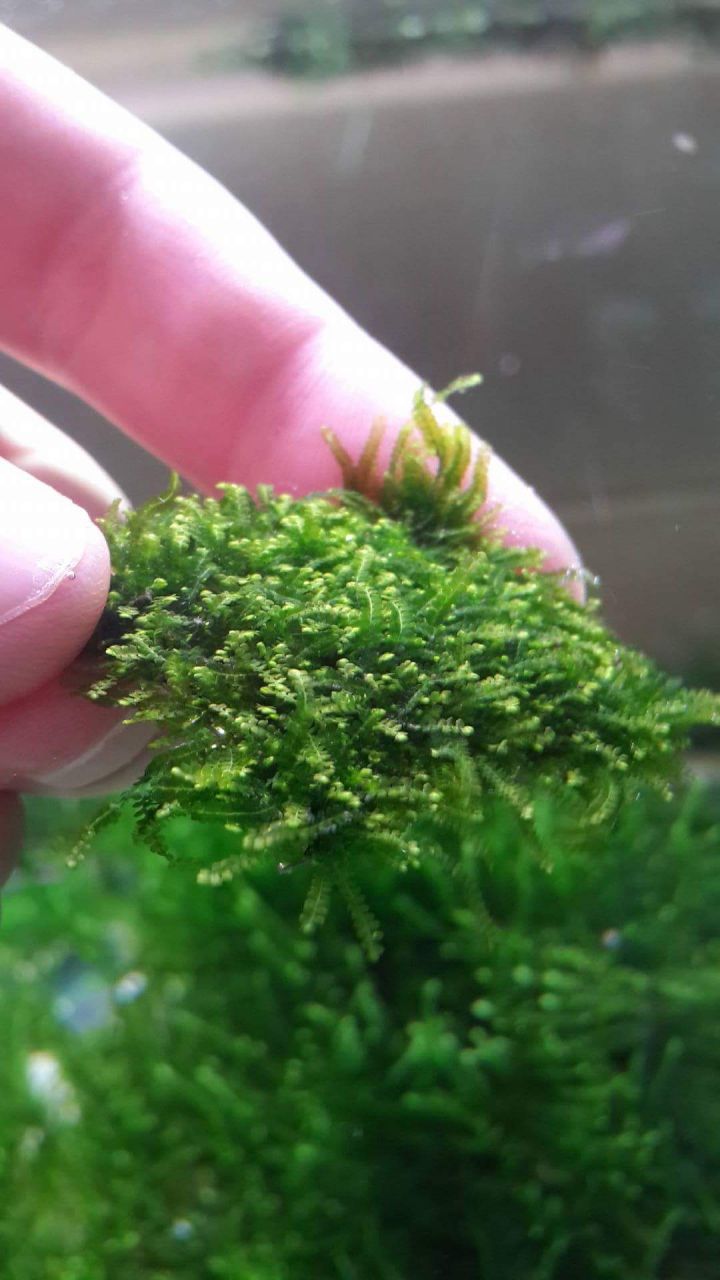 Mini Pearl Moss