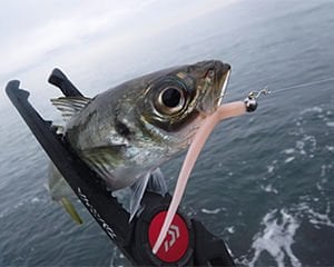 Daiwa Gekkabijin Nine Snap T Lrf Klips