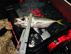 Daiwa Gekkabijin Ajing Jig Head 2 gr 10 Numara İğne