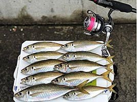 Daiwa Gekkabijin UVF DURA SENSOR＋Si2 0.2 150 mt LRF İpi