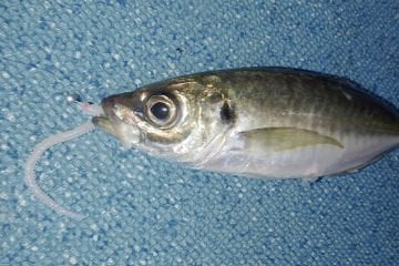 Berkley Gulp! Saltwater Isome Futomi 4 inch Camo
