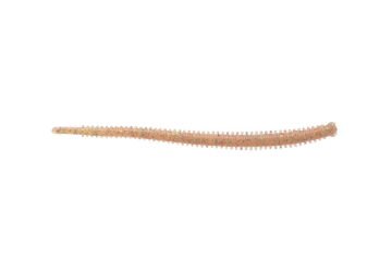 Berkley Gulp! Saltwater Isome Futomi 4 inch Clear Camo