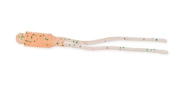 Thirty Four Plankton 1.8 inch Lrf Silikon Yem Komochiebi