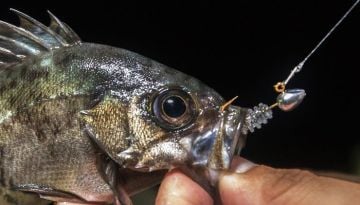 Tict Mebasta Mabaring Star Jig Head M 1.5 gr