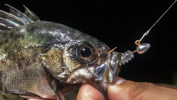 Tict Mebasta Mabaring Star Jig Head M 2.5 gr