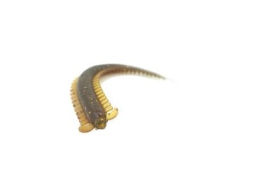 Berkley Gulp! SW Hollow Sandworm 3.8 inç FNGD