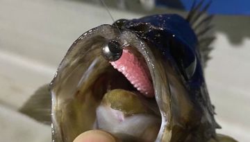 Tict Ajitsa TG Lrf Aji Jighead  S-2 Gr