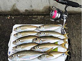Daiwa Gekkabijin UVF DURA SENSOR＋Si2 0.4 150 mt LRF İpi