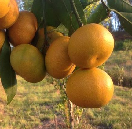 Hatay Mandalina Fidanı 50-100 cm