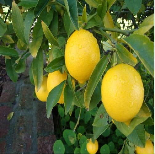 Rize Limon Fidanı 50-100 cm