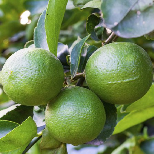 Lime Limon 50-100 cm